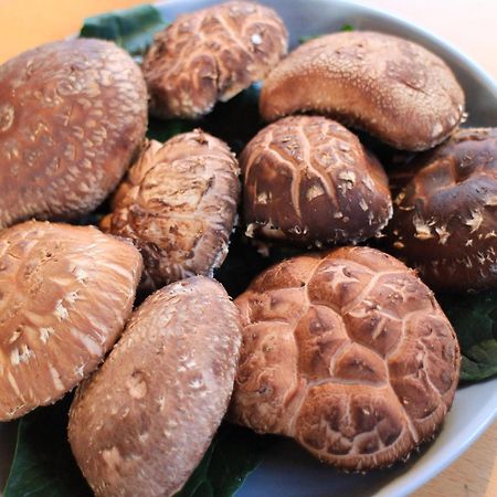 Lodge Kiyokawa Bungoono Eksteriør bilde